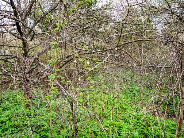 Underbrush Clearing in Missoula