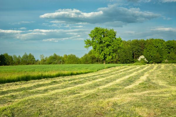 Vegetation Removal in Missoula