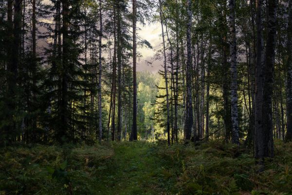 Cost of Pine Tree Clearing in Missoula